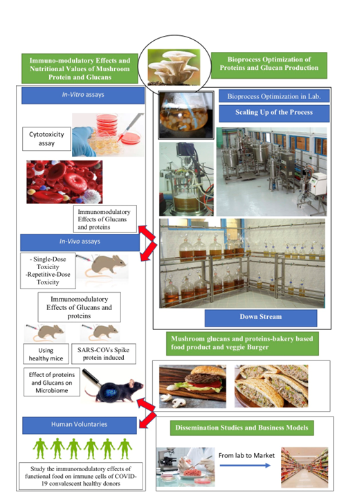 Mush-Med project research strategy and experimental tasks